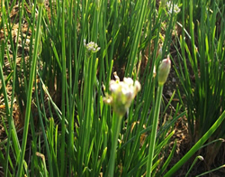 Allium Tuberosum Pdf