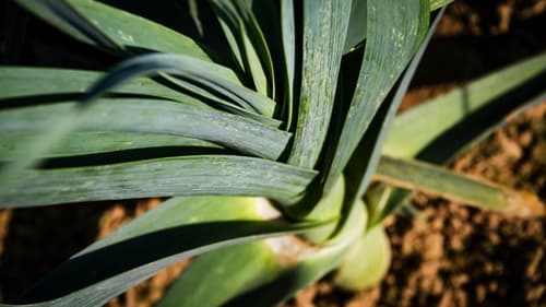 Champ de poireaux - Ferrant PHE