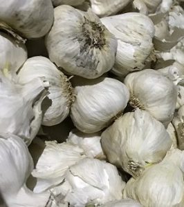 Garlic 2